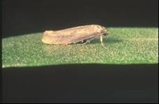 Zeytin güvesi ergini